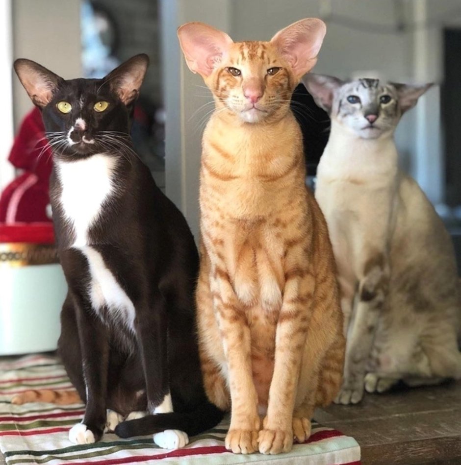 Кошка Ориентал котенок