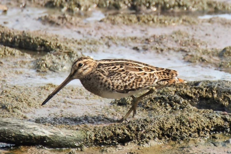 Golden bellied grass Bird