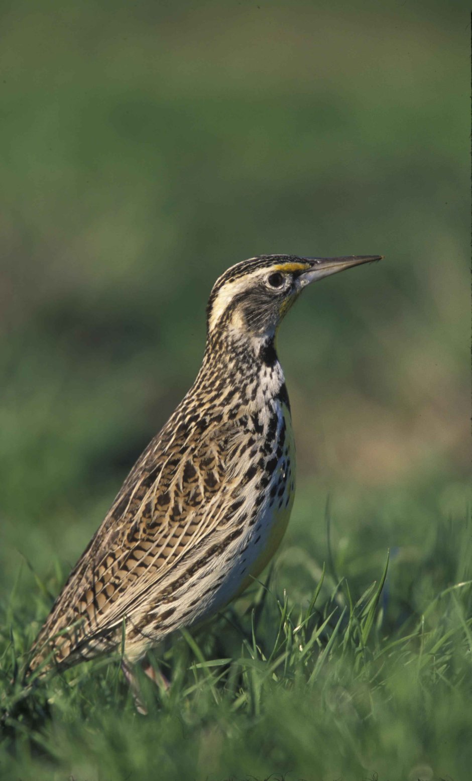 Западный Луговой трупиал (Sturnella neglecta)