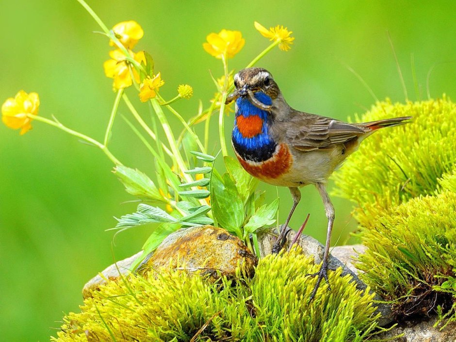 Colinus virginianus