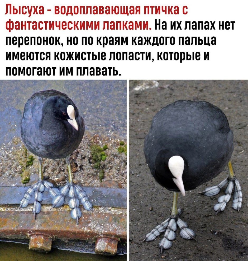 Птица Алекс