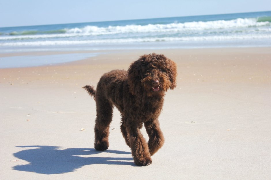 What is a f2 Goldendoodle