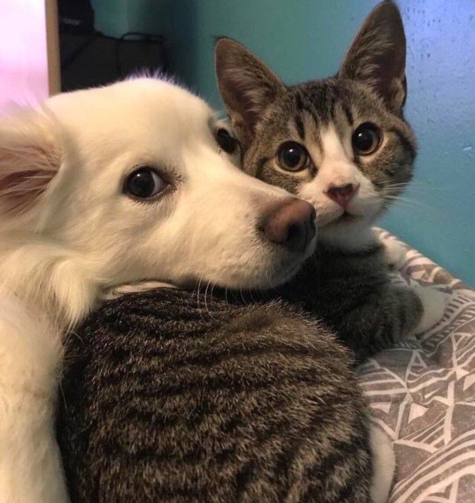 Щенок и котенок