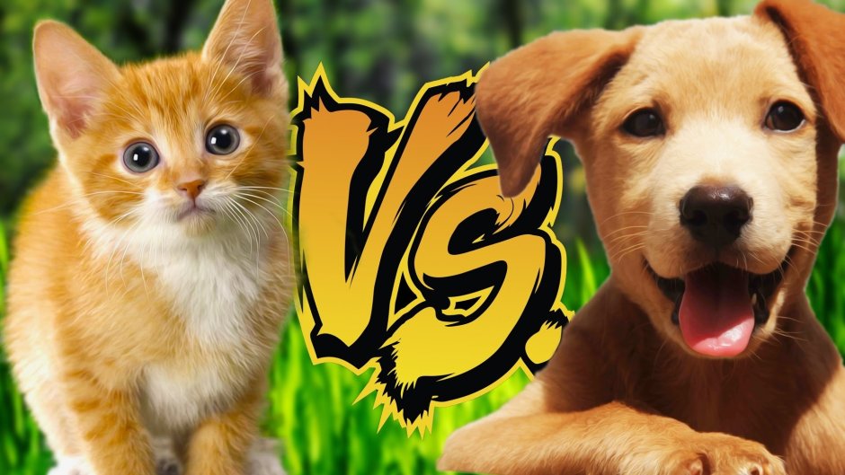 Коты vs собаки