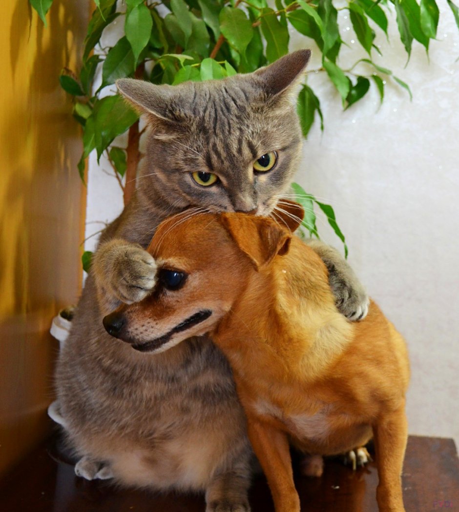 Кошки и собаки
