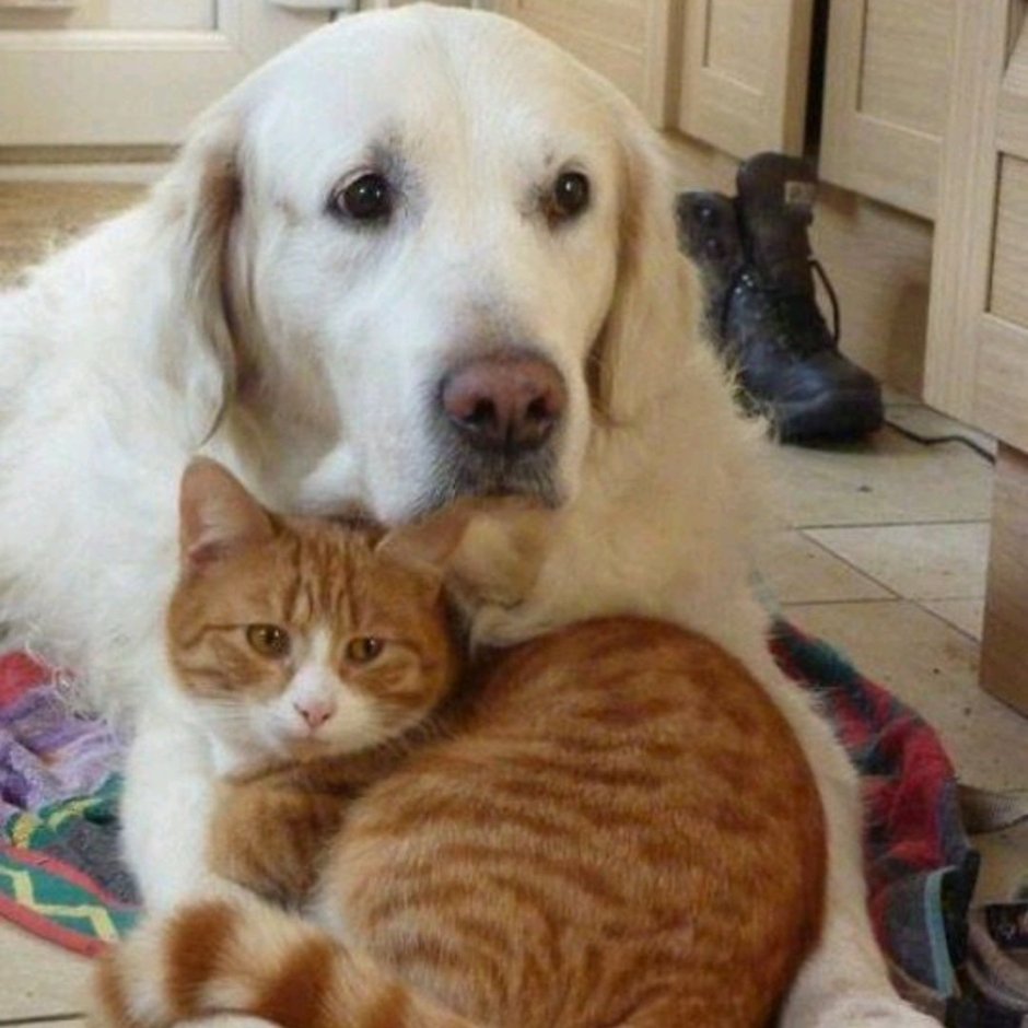 Забавные кошки и собаки
