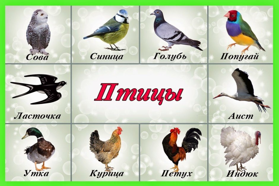 Перелетные и зимующие птицы список для детей