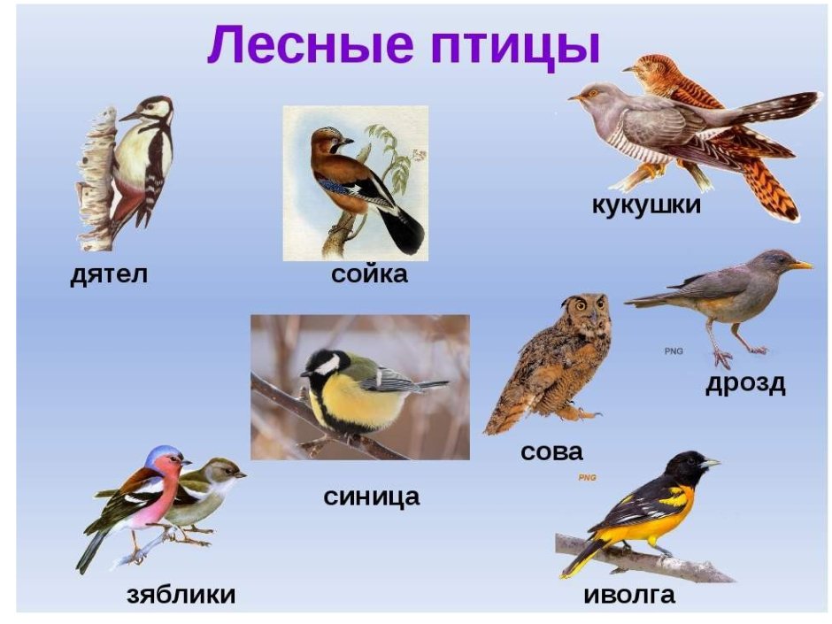 Много птиц
