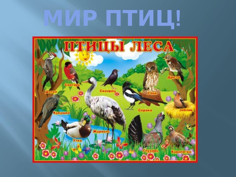 Перелетные и неперелетные птицы для детей дошкольного возраста