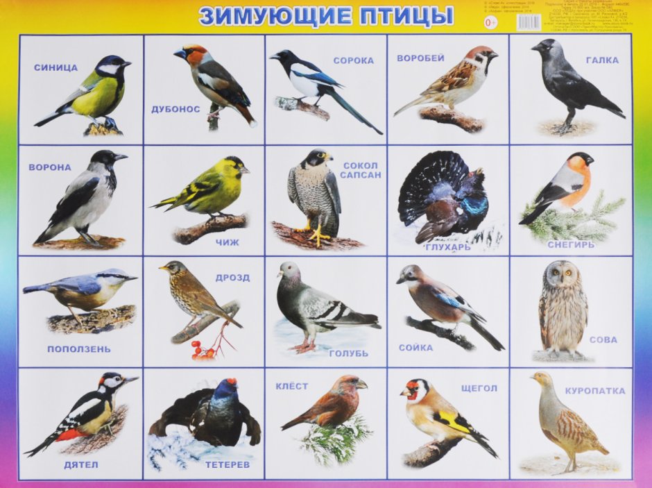 Зимующие птицы корм задания для дошкольников