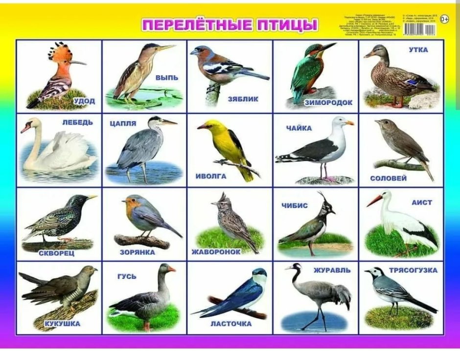 Карточки для детей. Птицы