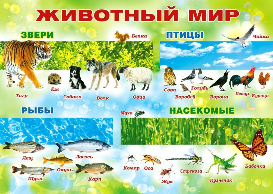 Перелетные птицы России для детей