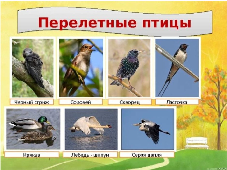 Удод Upupa Epops Linnaeus, 1758