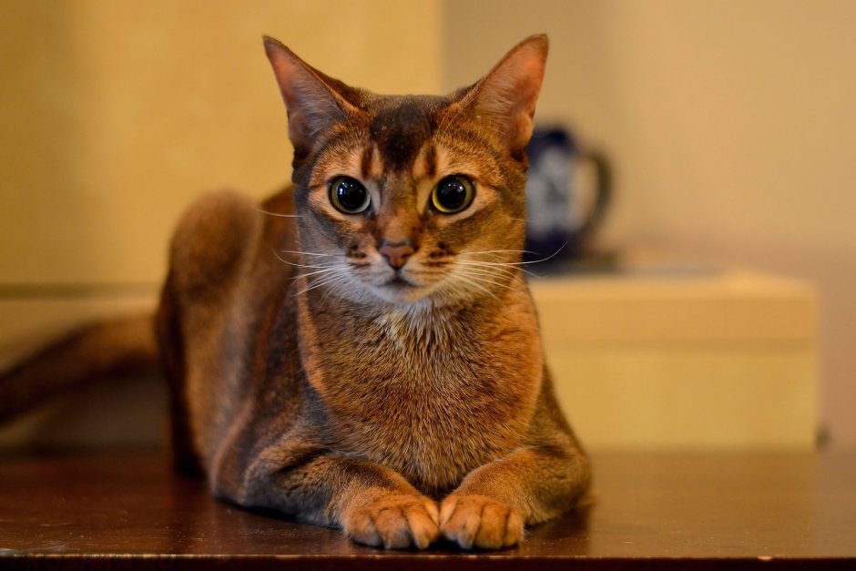Кот породы абиссинец