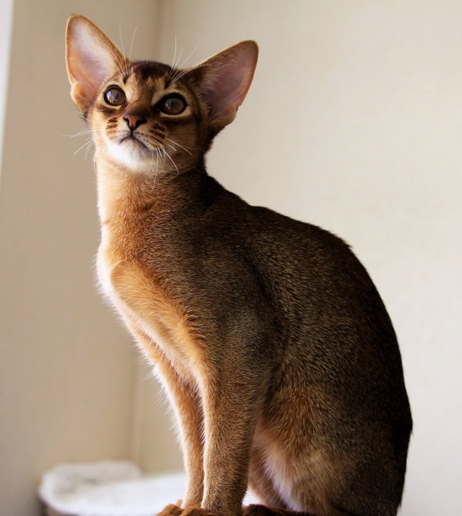 Кошка Египетская абиссинец