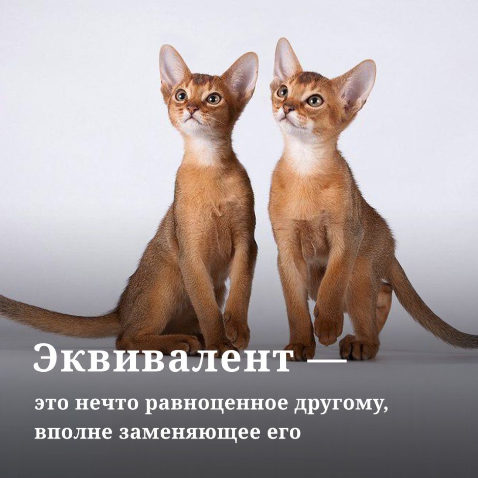 Абиссинская кошка черная
