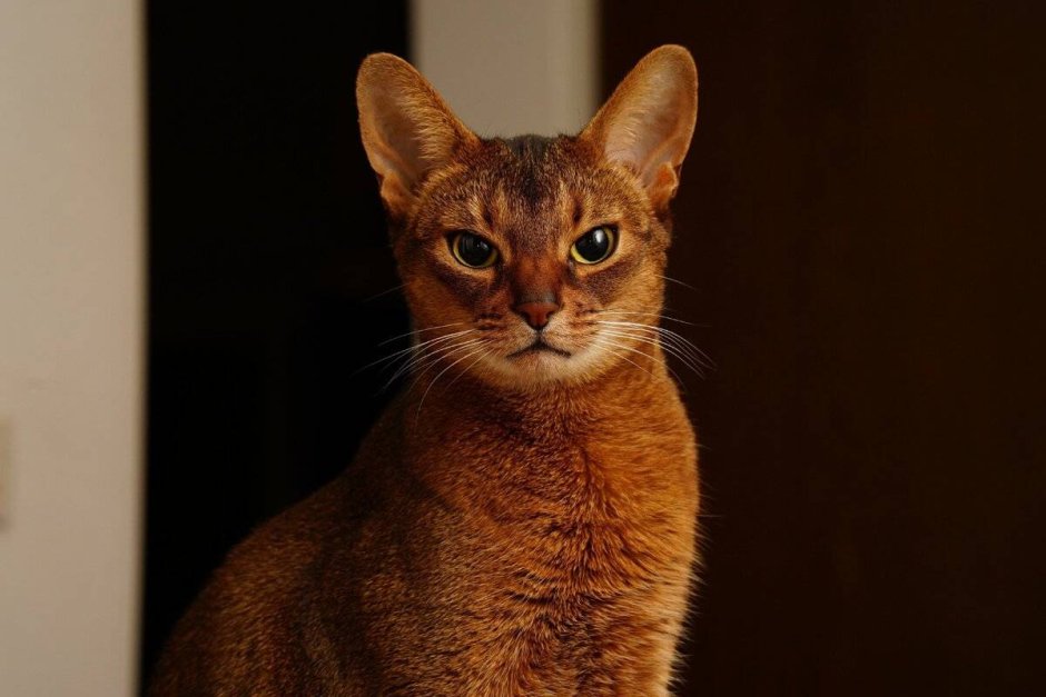 Египетская кошка Абиссинская