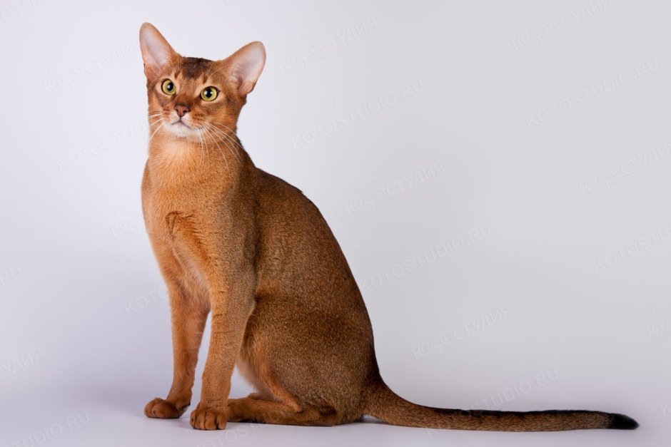 Кошки породы каракал