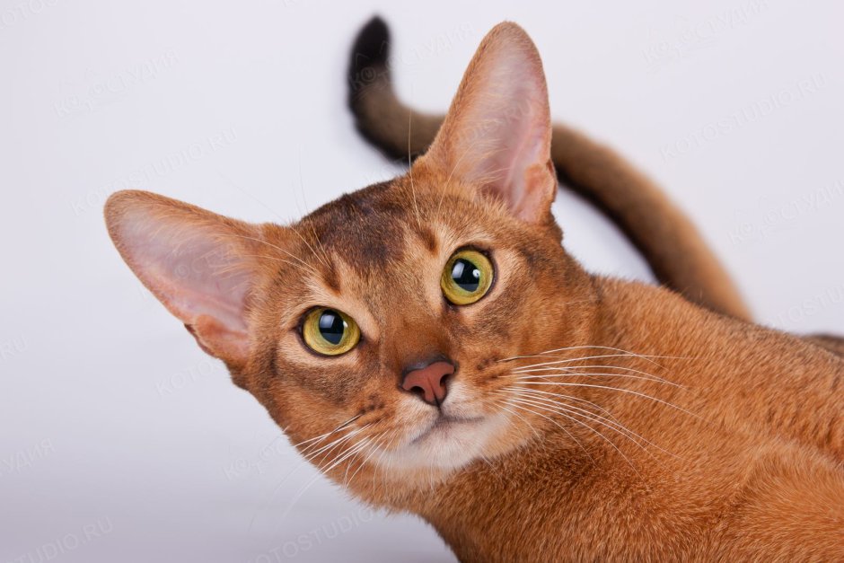 Абиссинская кошка котёнок