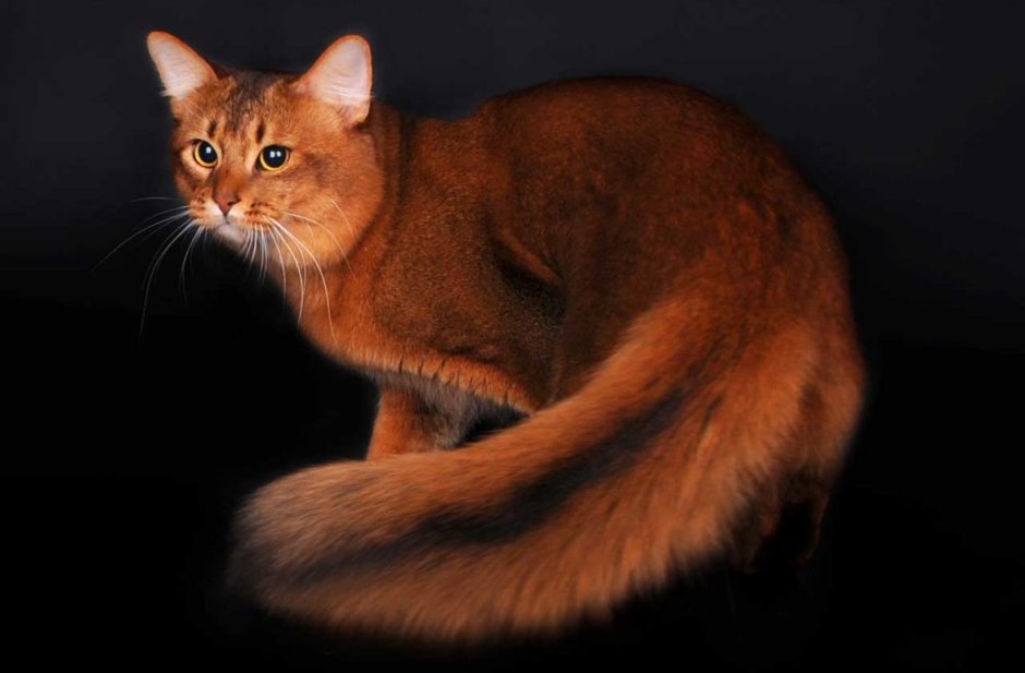 Абиссинская кошка