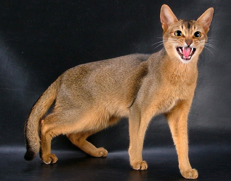 Абиссинец Абиссинская кошка