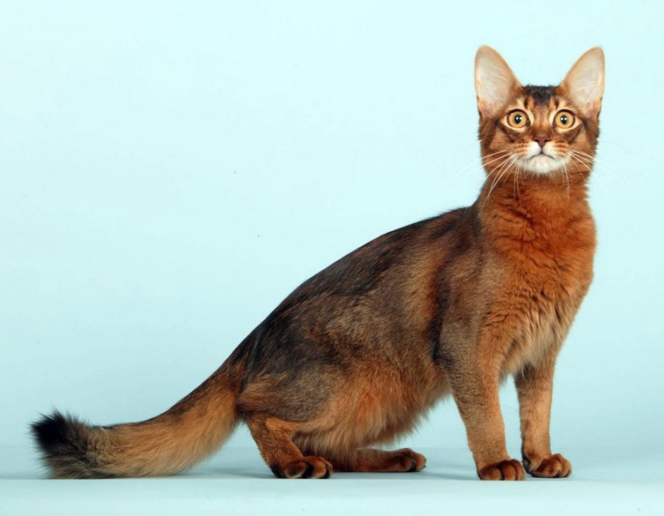 Абиссинская Саванна кошка