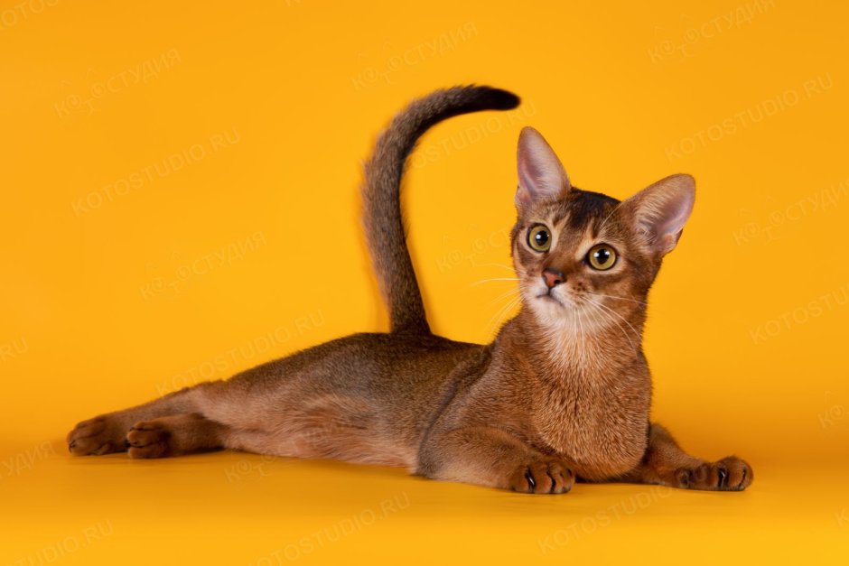 Абиссинская кошка котёнок
