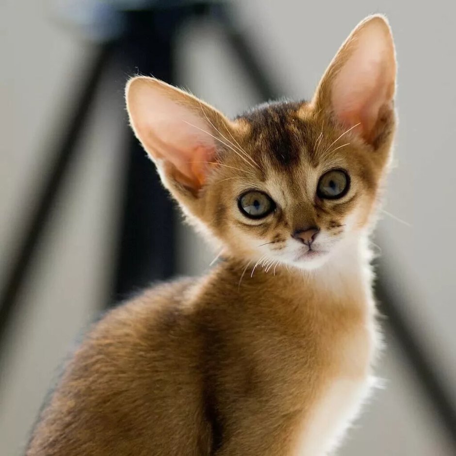 Абиссинская кошка фото
