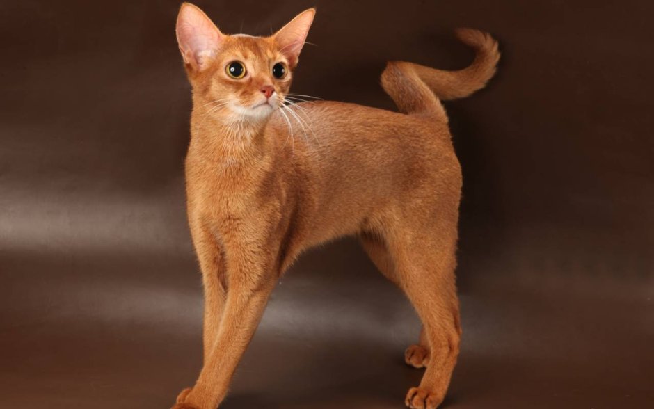 Абиссинская кошка