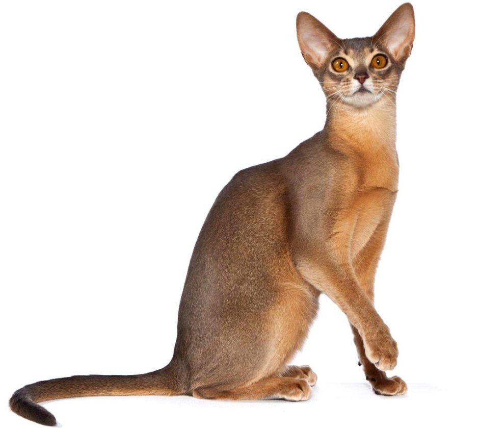 Кот породы абиссинец