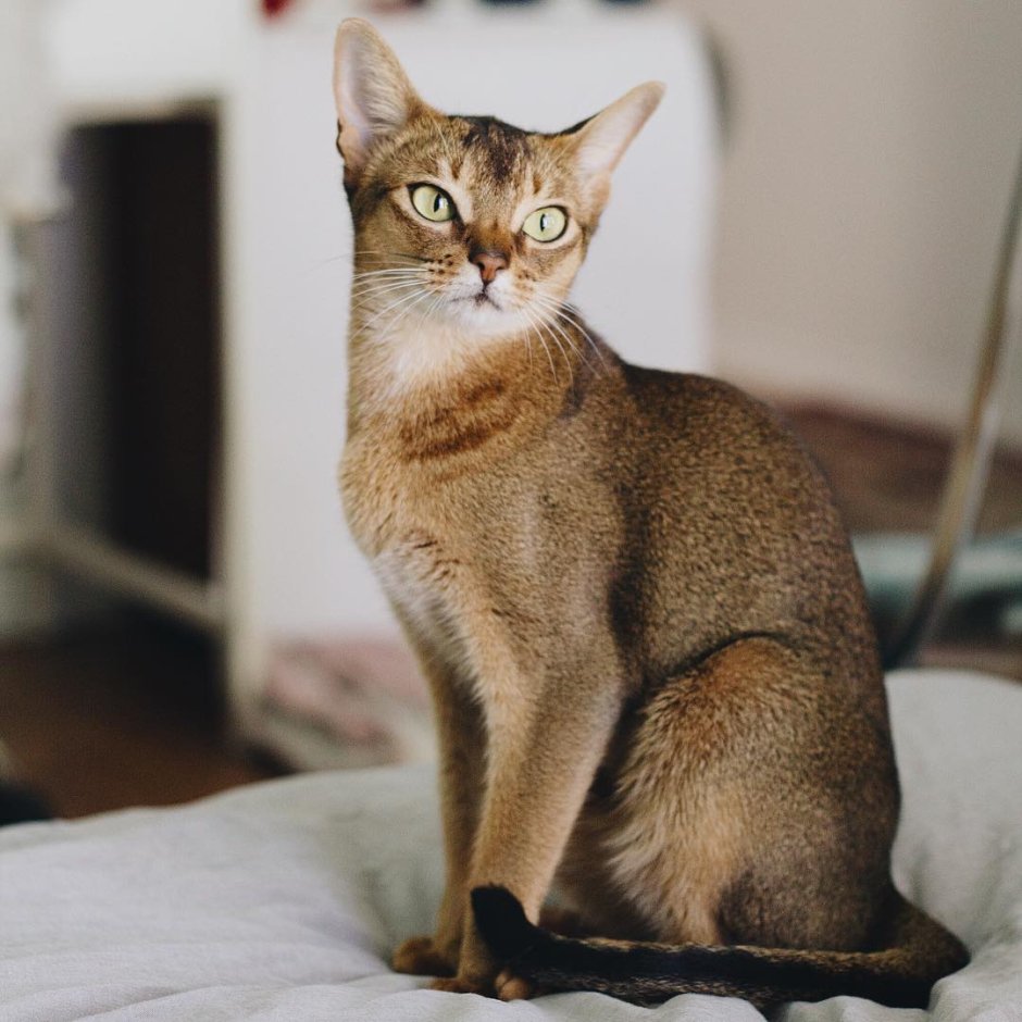 Абиссинская кошка тигровая
