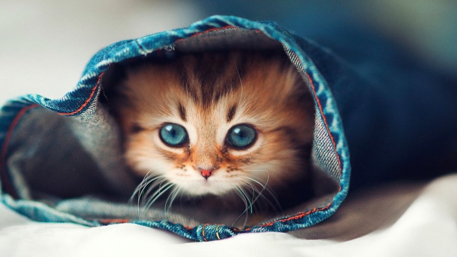 Милый котенок