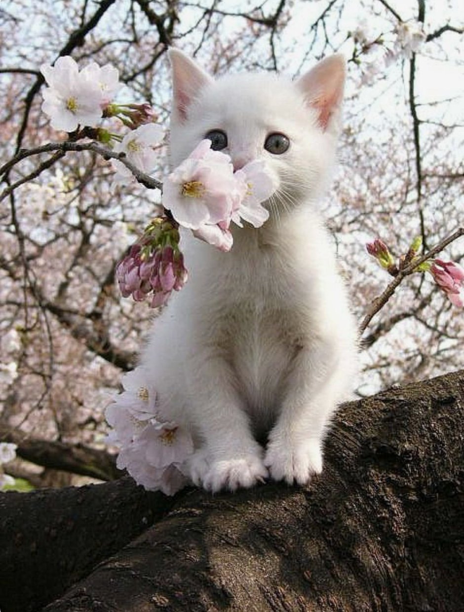 Котенок в цветах