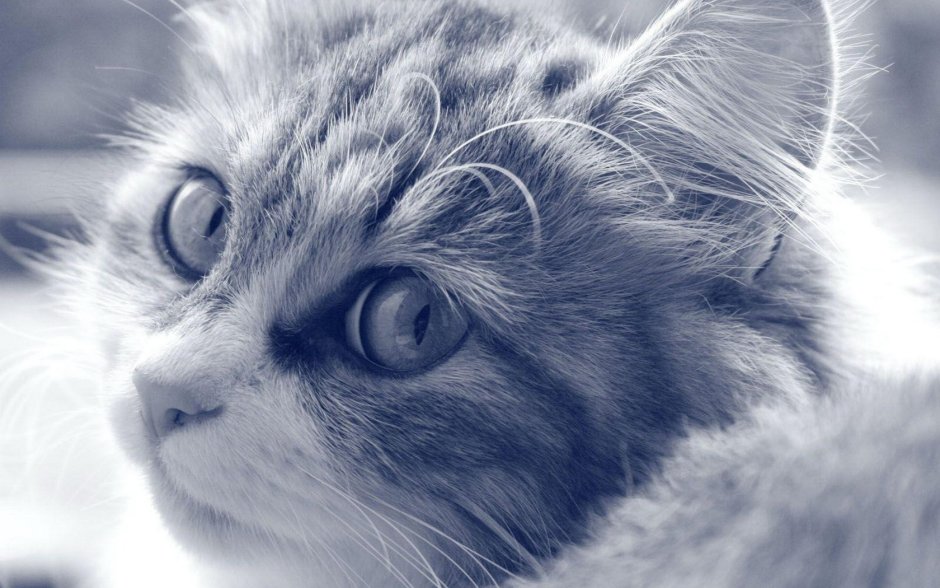 Котики на аву