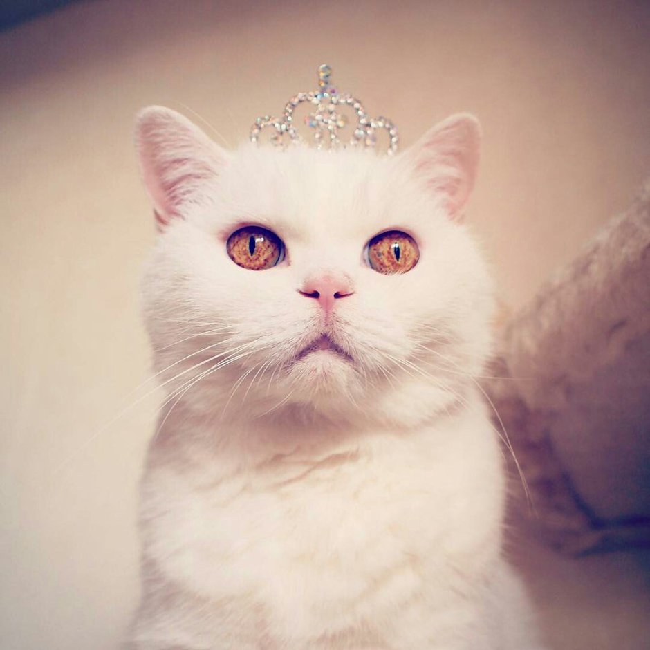 Кот на аву