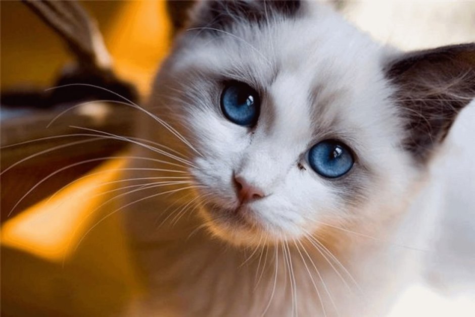 Кошка с красивыми глазами