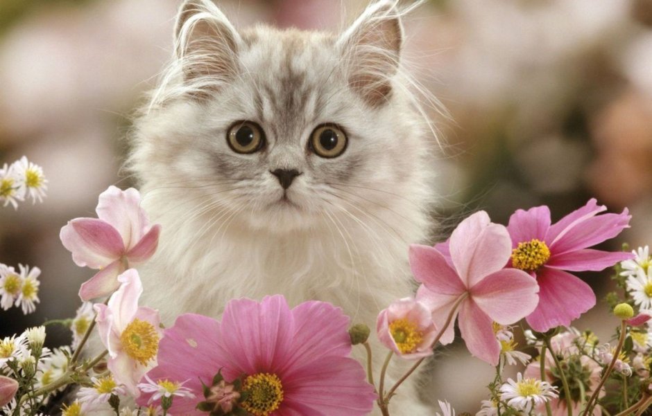 Кот в цветах