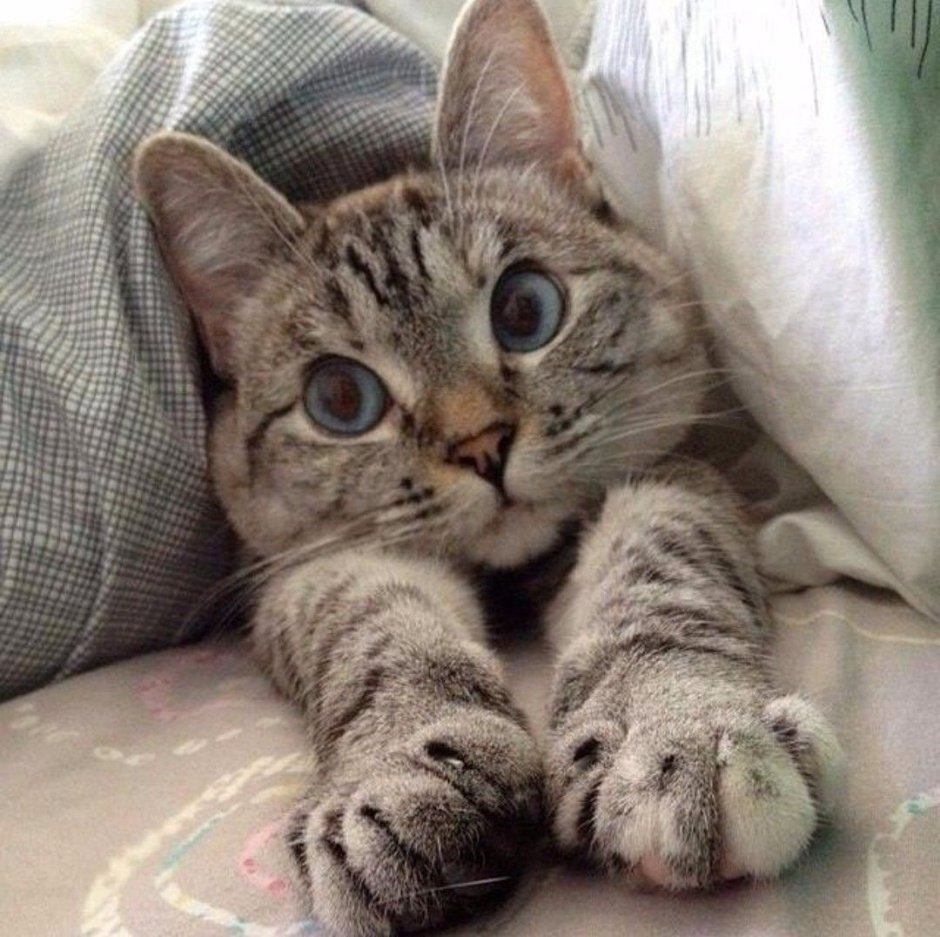 Доброе утро котик