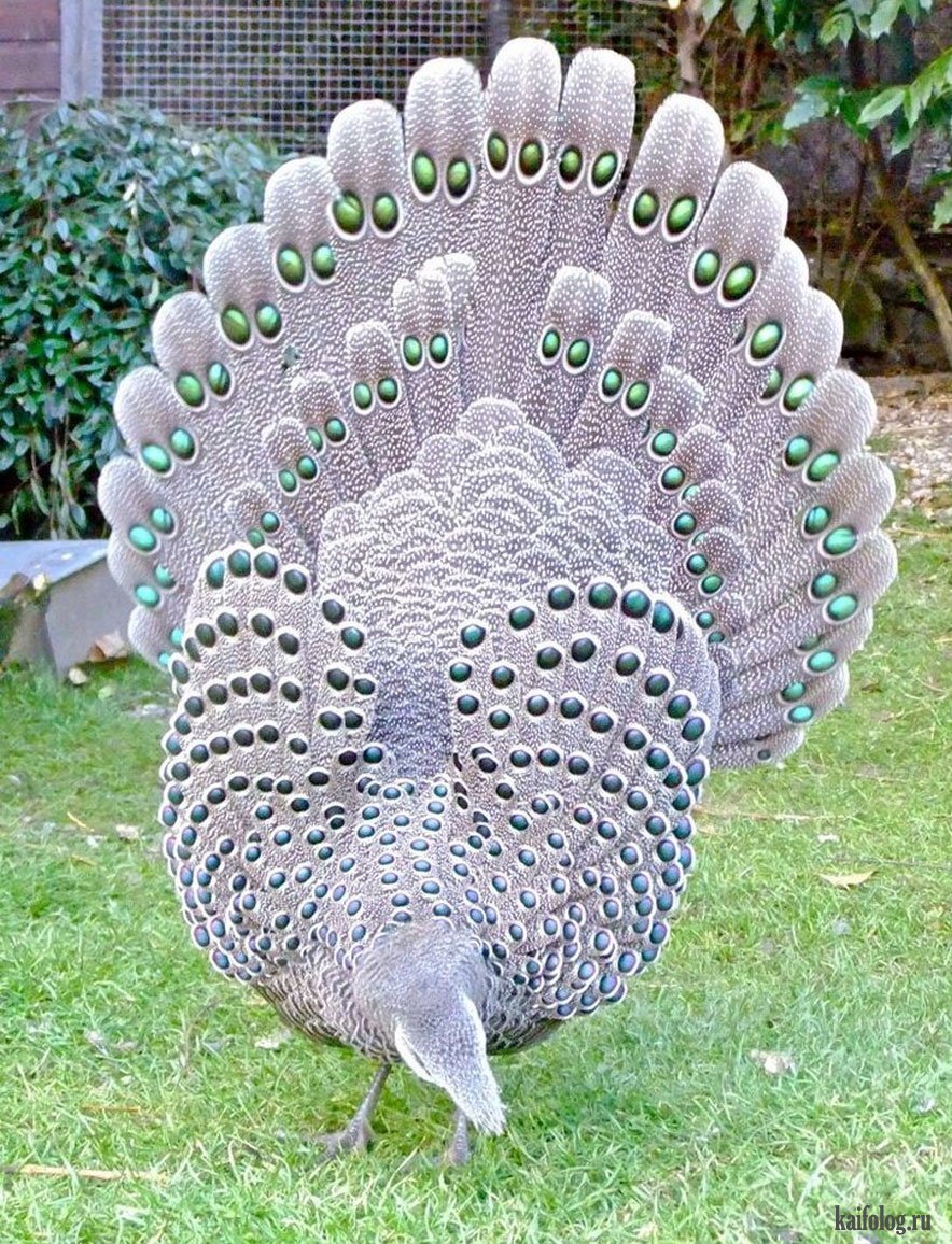 Борнейский павлиний фазан