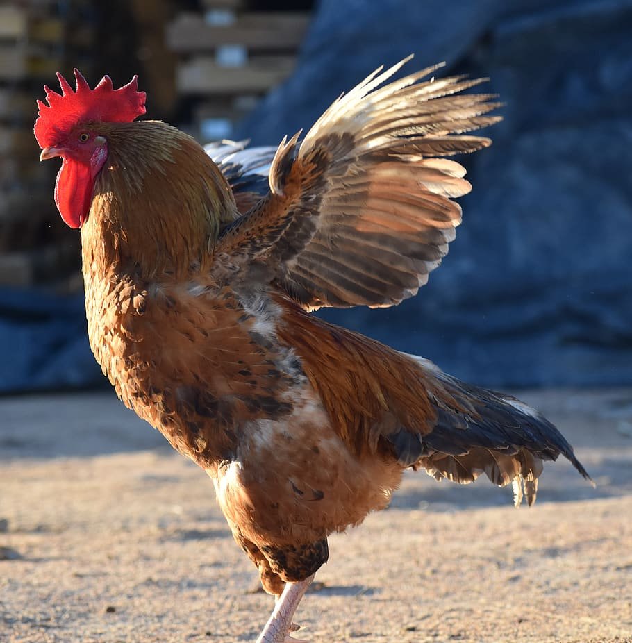 Обыкновенная цесарка