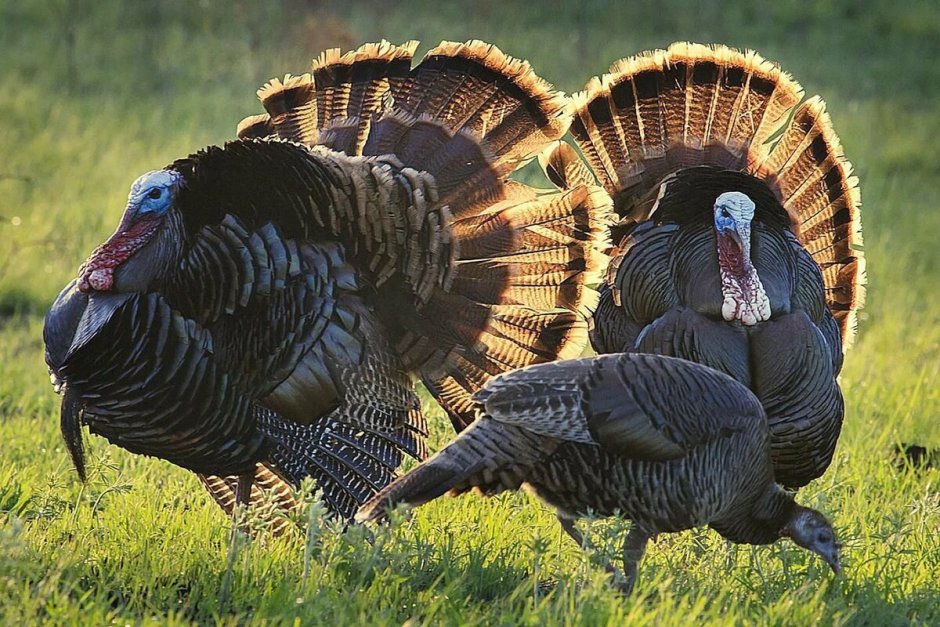 Золотой фазан Chrysolophus pictus