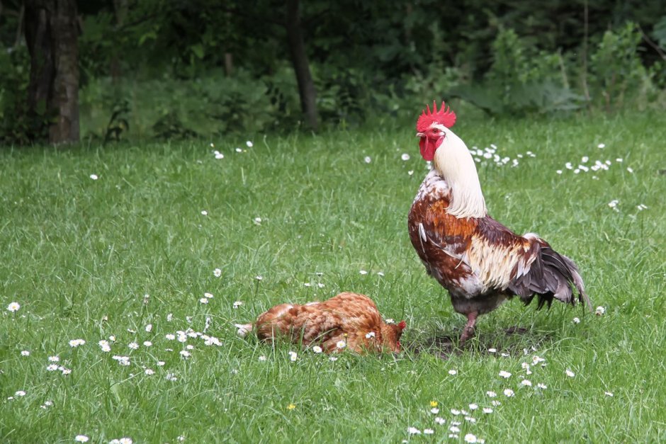 Маленькие цыплята