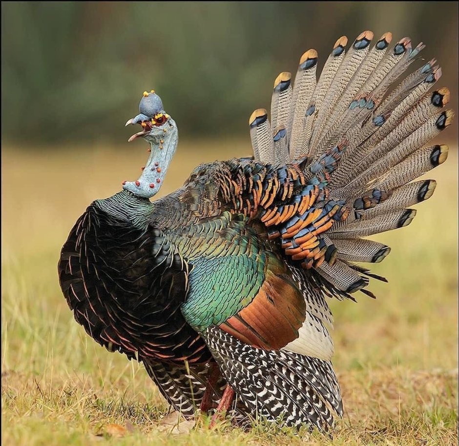 Глазчатая индейка (meleagris ocellata