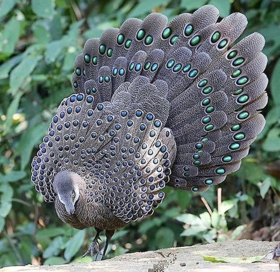 Палаванский фазан