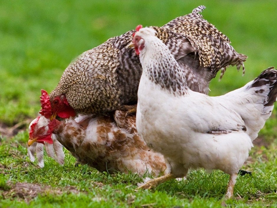 Утка селезень утенок домашние птицы