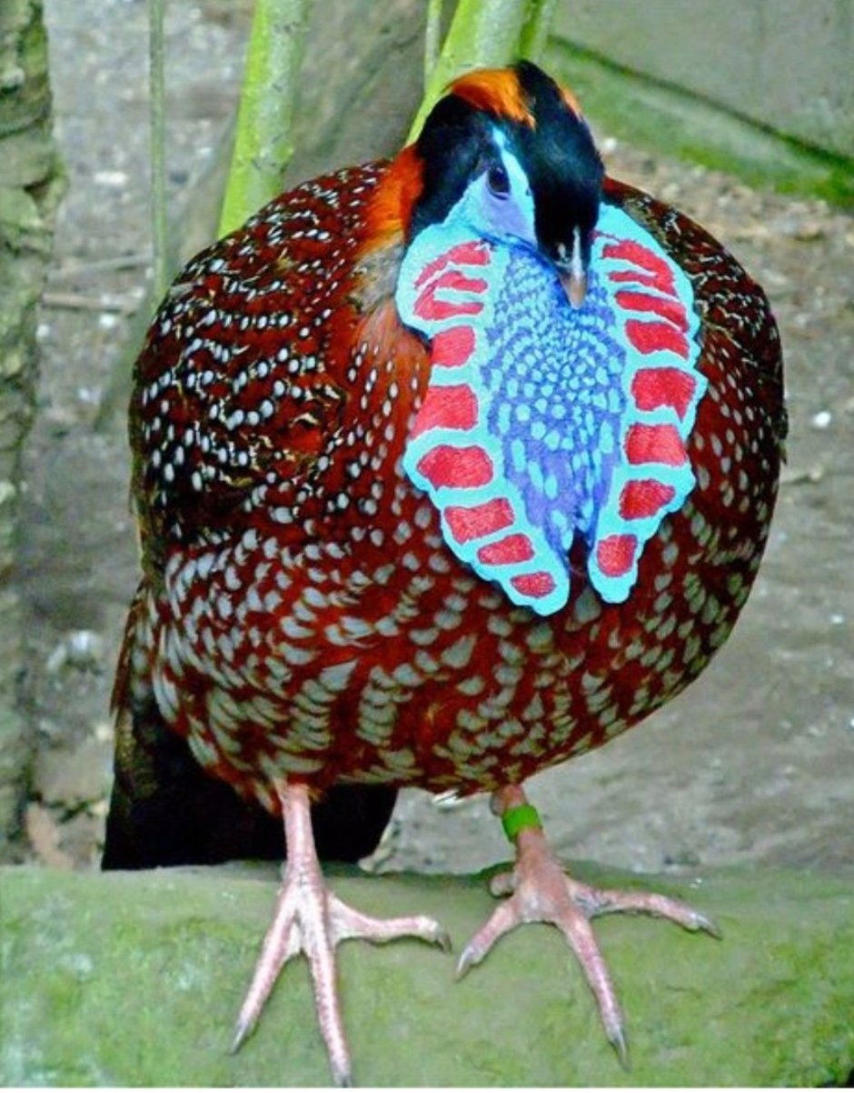 Глазчатый трагопан