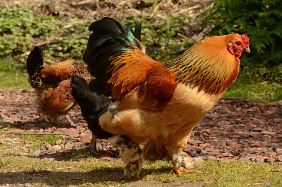 Индоутки мускусные утки