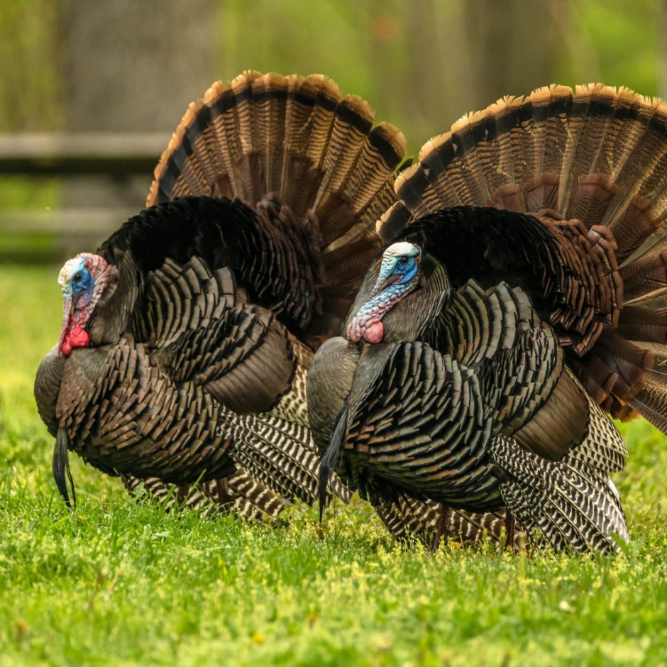 Индюк бронзовый широкогрудый