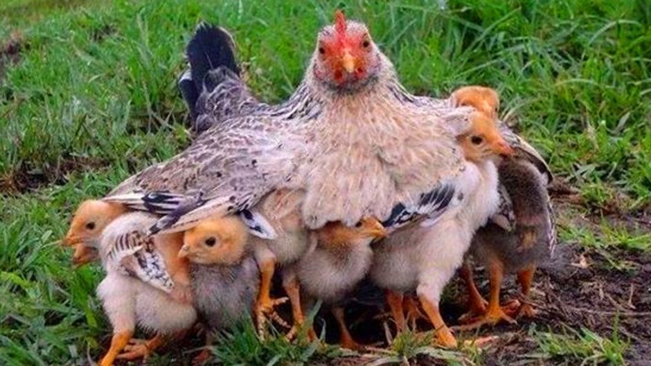 Сяошань порода кур