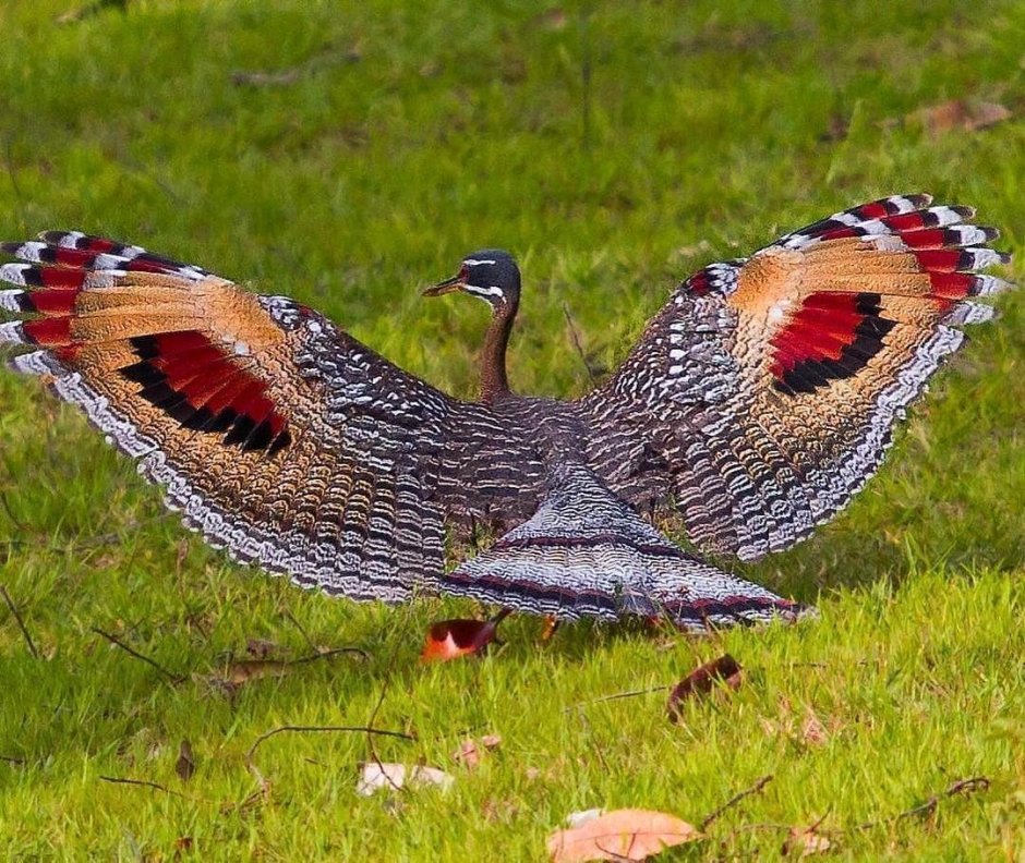 Индюки Северокавказские бронзовые